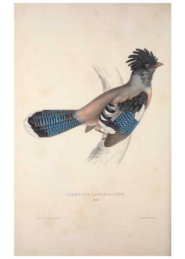 Reproducción/Reproduction 9237248985: A century of birds from the Himalaya Mountains.. London,1831.