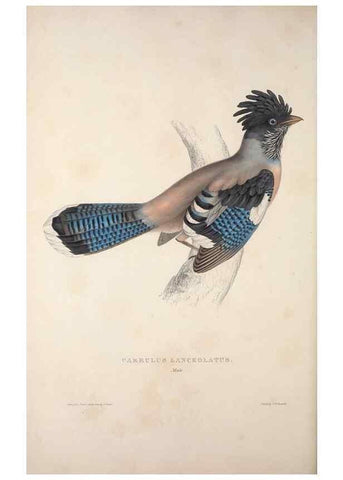 Reproducción/Reproduction 9237248985: A century of birds from the Himalaya Mountains.. London,1831.