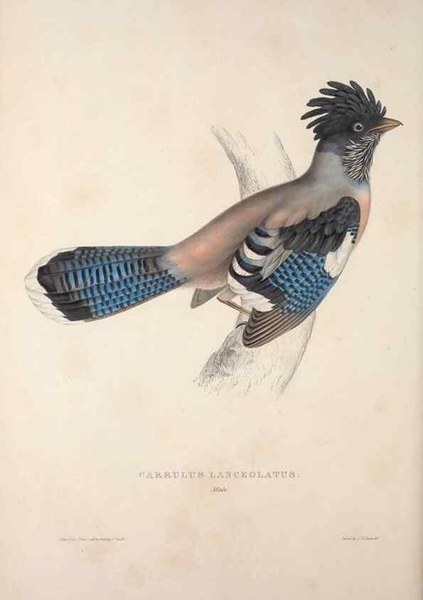Reproducción/Reproduction 9237248985: A century of birds from the Himalaya Mountains.. London,1831.
