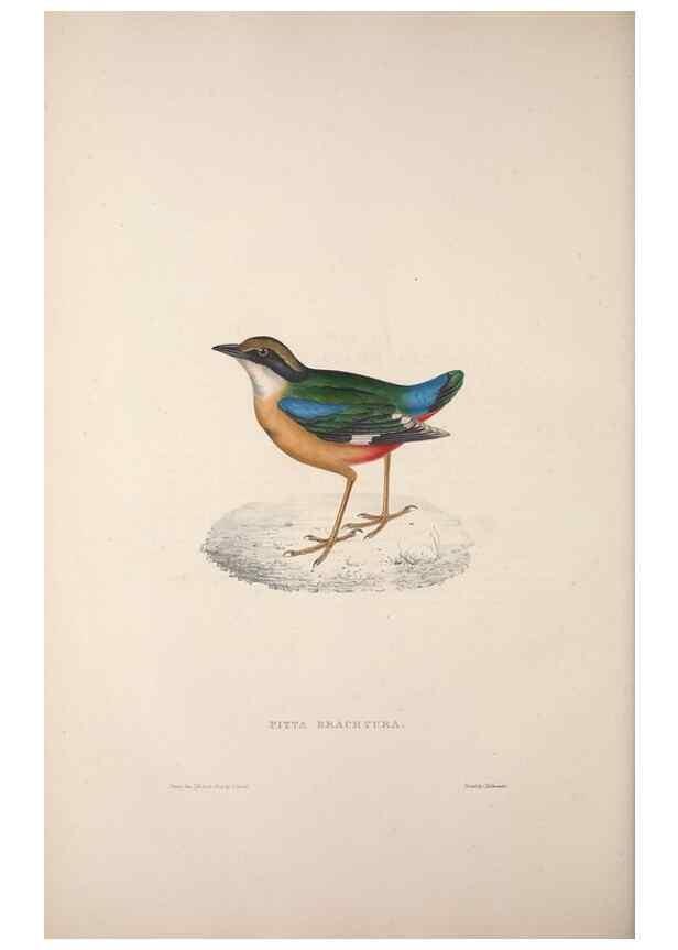 Reproducción/Reproduction 9240010710: A century of birds from the Himalaya Mountains.. London,1831.