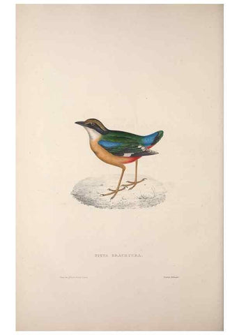 Reproducción/Reproduction 9240010710: A century of birds from the Himalaya Mountains.. London,1831.