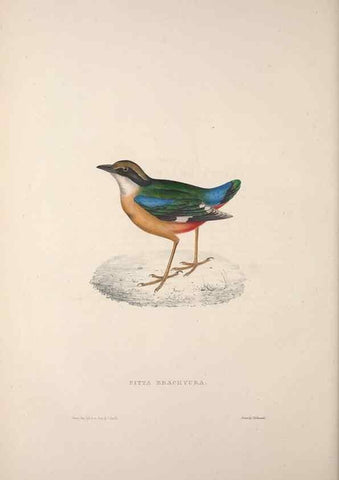 Reproducción/Reproduction 9240010710: A century of birds from the Himalaya Mountains.. London,1831.