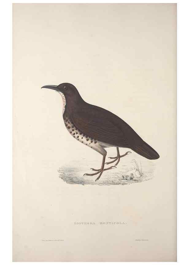 Reproducción/Reproduction 9240009722: A century of birds from the Himalaya Mountains.. London,1831.