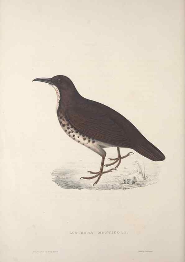 Reproducción/Reproduction 9240009722: A century of birds from the Himalaya Mountains.. London,1831.