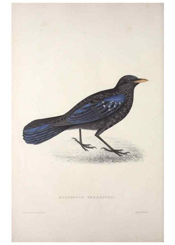Reproducción/Reproduction 9237228995: A century of birds from the Himalaya Mountains.. London,1831.