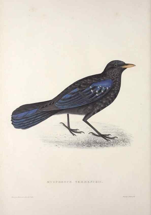 Reproducción/Reproduction 9237228995: A century of birds from the Himalaya Mountains.. London,1831.
