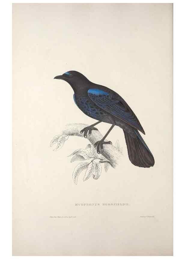 Reproducción/Reproduction 9240007580: A century of birds from the Himalaya Mountains.. London,1831.