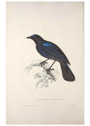 Reproducción/Reproduction 9240007580: A century of birds from the Himalaya Mountains.. London,1831.