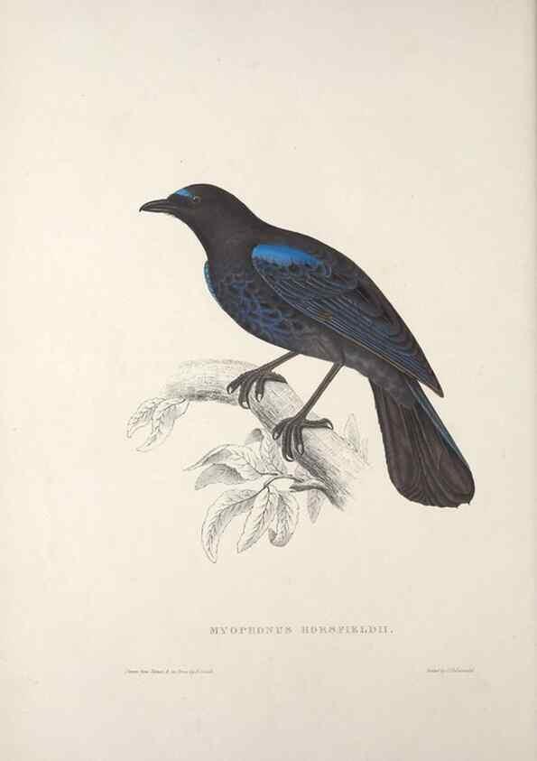 Reproducción/Reproduction 9240007580: A century of birds from the Himalaya Mountains.. London,1831.