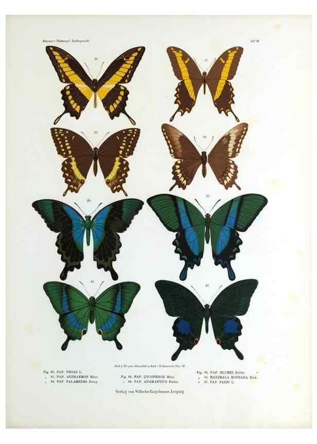 Reproducción/Reproduction 9239914746: Betrachtungen uber die Farbenpracht der Insekten,. Leipzig,Wilhelm Engelmann,1897.