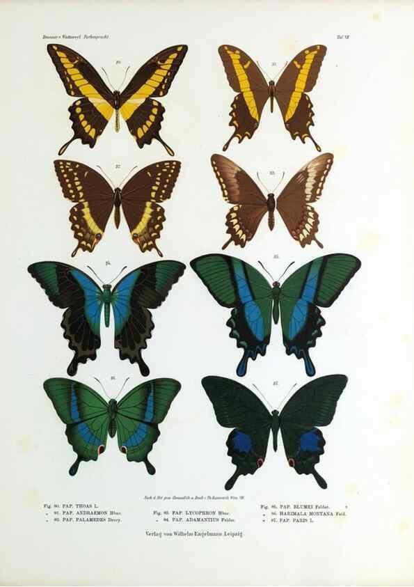 Reproducción/Reproduction 9239914746: Betrachtungen uber die Farbenpracht der Insekten,. Leipzig,Wilhelm Engelmann,1897.