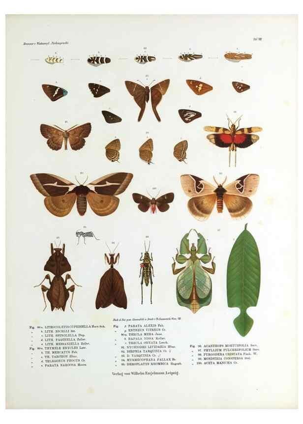 Reproducción/Reproduction 9239915724: Betrachtungen uber die Farbenpracht der Insekten,. Leipzig,Wilhelm Engelmann,1897.