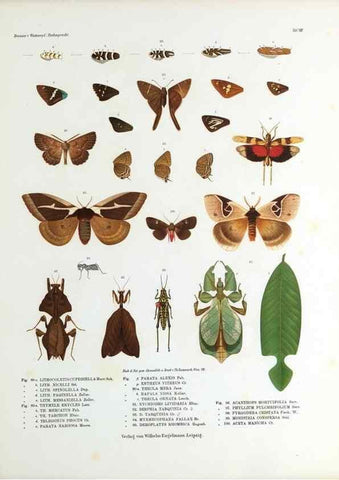 Reproducción/Reproduction 9239915724: Betrachtungen uber die Farbenpracht der Insekten,. Leipzig,Wilhelm Engelmann,1897.