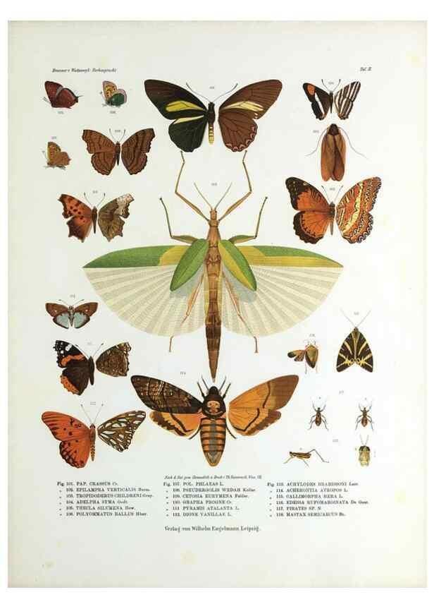 Reproducción/Reproduction 9237136925: Betrachtungen uber die Farbenpracht der Insekten,. Leipzig,Wilhelm Engelmann,1897.