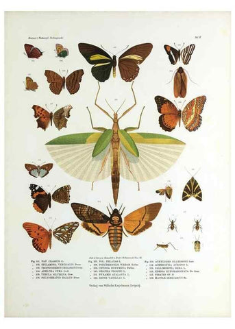 Reproducción/Reproduction 9237136925: Betrachtungen uber die Farbenpracht der Insekten,. Leipzig,Wilhelm Engelmann,1897.