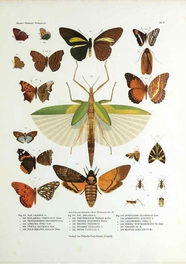Reproducción/Reproduction 9237136925: Betrachtungen uber die Farbenpracht der Insekten,. Leipzig,Wilhelm Engelmann,1897.