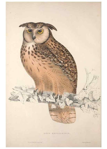 Reproducción/Reproduction 9237209051: A century of birds from the Himalaya Mountains.. London,1831.