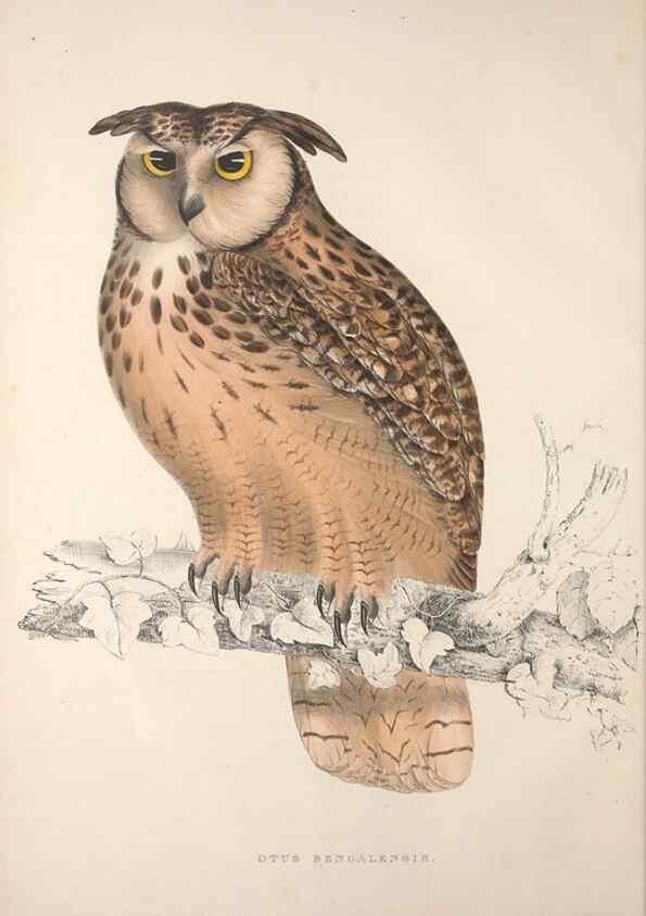 Reproducción/Reproduction 9237209051: A century of birds from the Himalaya Mountains.. London,1831.