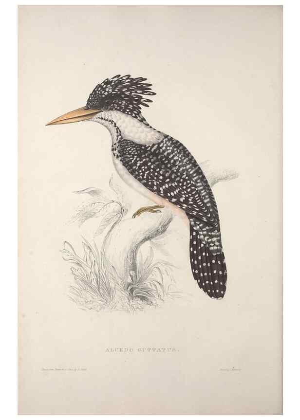 Reproducción/Reproduction 9239991316: A century of birds from the Himalaya Mountains.. London,1831.