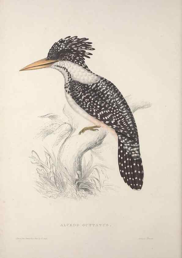 Reproducción/Reproduction 9239991316: A century of birds from the Himalaya Mountains.. London,1831.