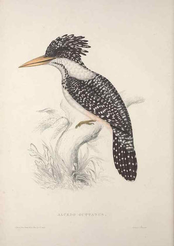 Reproducción/Reproduction 9239991316: A century of birds from the Himalaya Mountains.. London,1831.