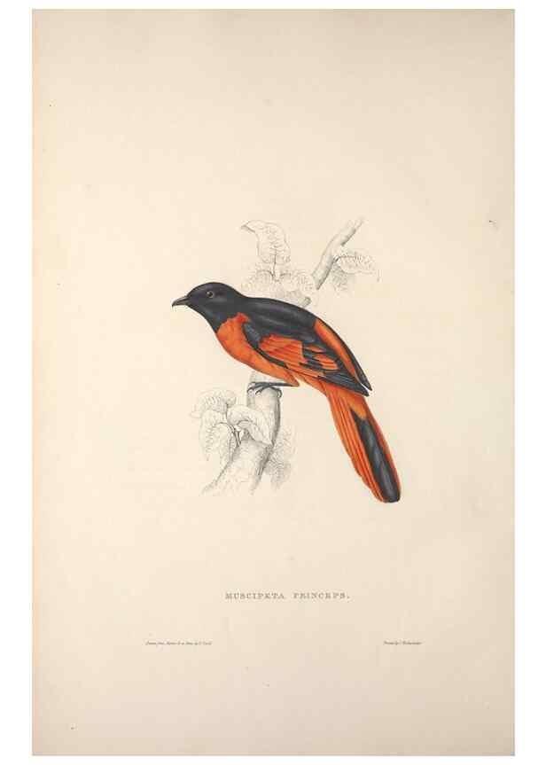 Reproducción/Reproduction 9239993406: A century of birds from the Himalaya Mountains.. London,1831.