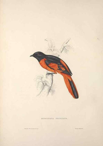Reproducción/Reproduction 9239993406: A century of birds from the Himalaya Mountains.. London,1831.