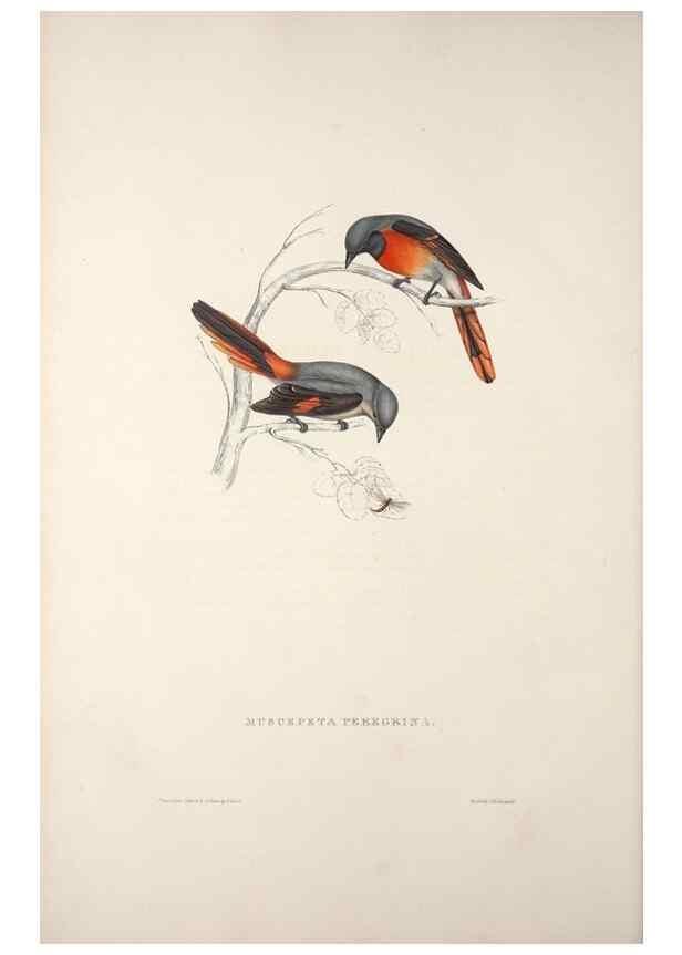 Reproducción/Reproduction 9239995328: A century of birds from the Himalaya Mountains.. London,1831.