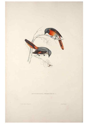 Reproducción/Reproduction 9239995328: A century of birds from the Himalaya Mountains.. London,1831.