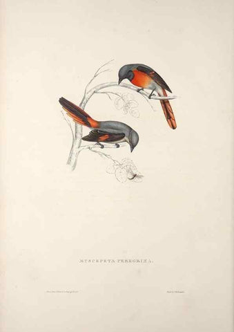 Reproducción/Reproduction 9239995328: A century of birds from the Himalaya Mountains.. London,1831.