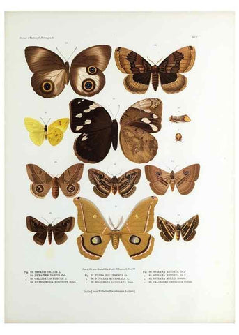 Reproducción/Reproduction 9239912116: Betrachtungen uber die Farbenpracht der Insekten,. Leipzig,Wilhelm Engelmann,1897.