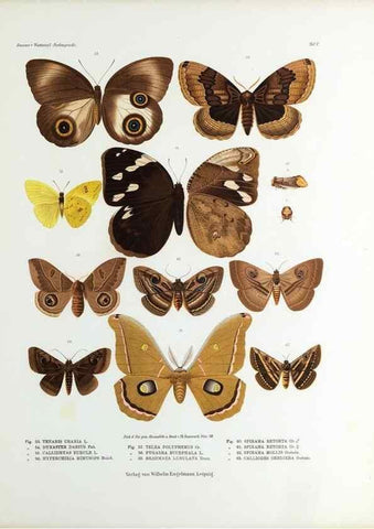 Reproducción/Reproduction 9239912116: Betrachtungen uber die Farbenpracht der Insekten,. Leipzig,Wilhelm Engelmann,1897.