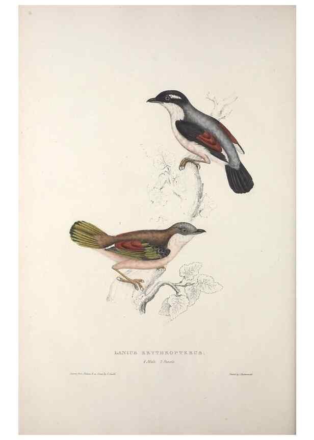Reproducción/Reproduction 9237217839: A century of birds from the Himalaya Mountains.. London,1831.