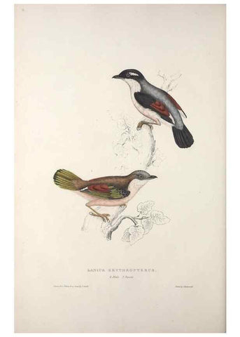 Reproducción/Reproduction 9237217839: A century of birds from the Himalaya Mountains.. London,1831.