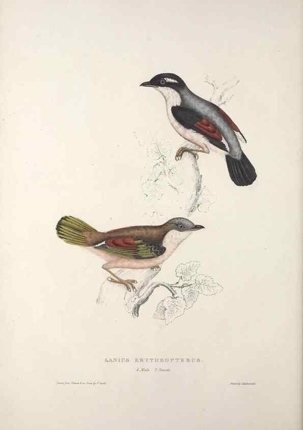 Reproducción/Reproduction 9237217839: A century of birds from the Himalaya Mountains.. London,1831.