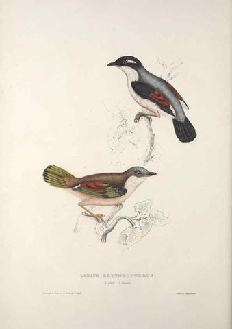 Reproducción/Reproduction 9237217839: A century of birds from the Himalaya Mountains.. London,1831.