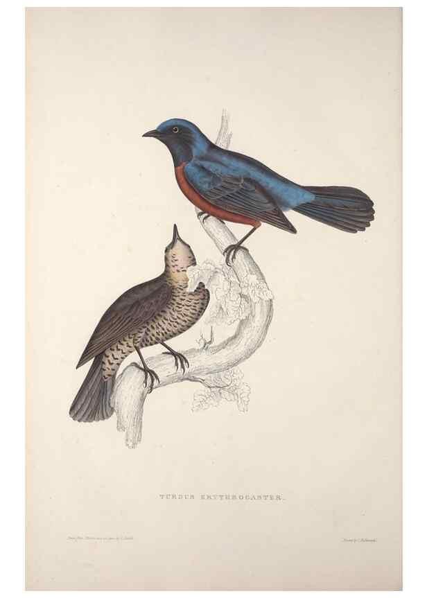 Reproducción/Reproduction 9237220287: A century of birds from the Himalaya Mountains.. London,1831.