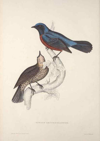 Reproducción/Reproduction 9237220287: A century of birds from the Himalaya Mountains.. London,1831.