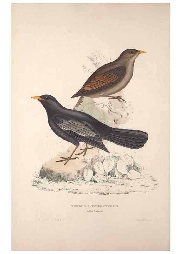 Reproducción/Reproduction 9240000988: A century of birds from the Himalaya Mountains.. London,1831.