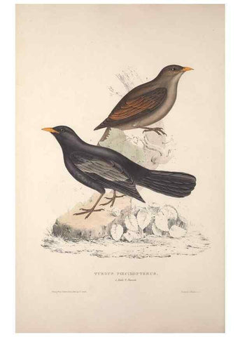 Reproducción/Reproduction 9240000988: A century of birds from the Himalaya Mountains.. London,1831.