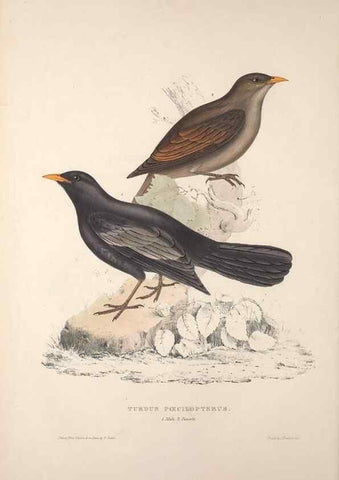 Reproducción/Reproduction 9240000988: A century of birds from the Himalaya Mountains.. London,1831.