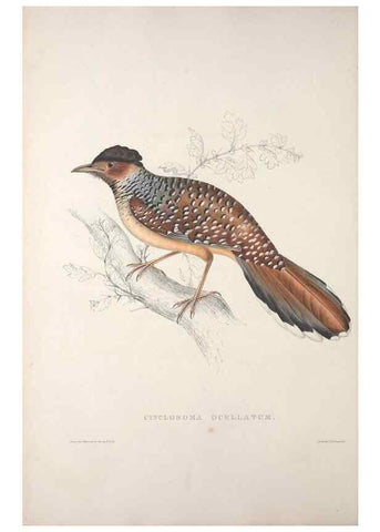 Reproducción/Reproduction 9237222639: A century of birds from the Himalaya Mountains.. London,1831.