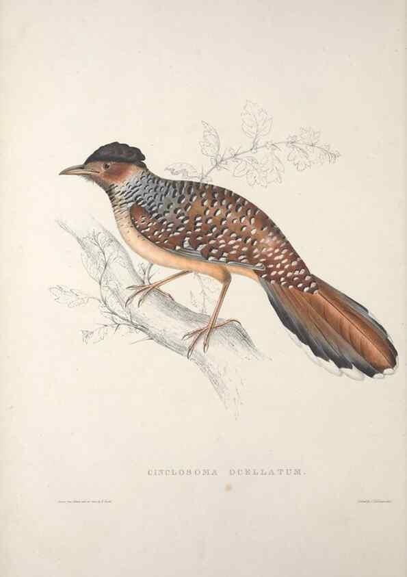 Reproducción/Reproduction 9237222639: A century of birds from the Himalaya Mountains.. London,1831.