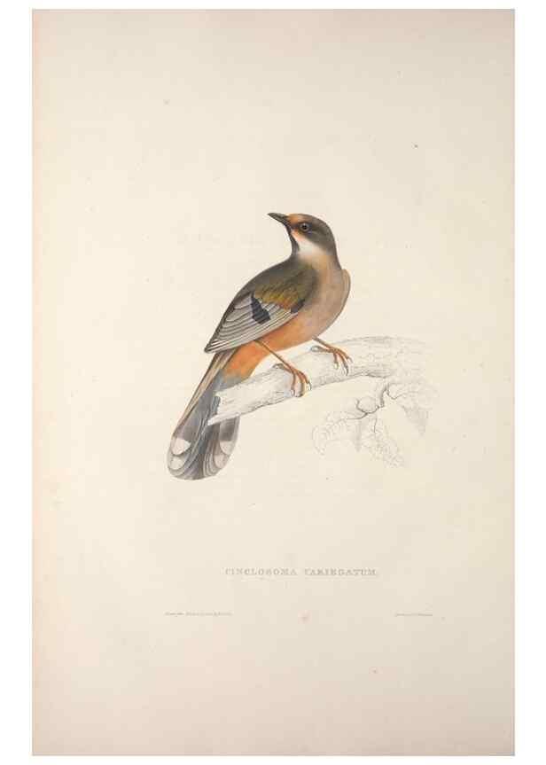 Reproducción/Reproduction 9237223637: A century of birds from the Himalaya Mountains.. London,1831.
