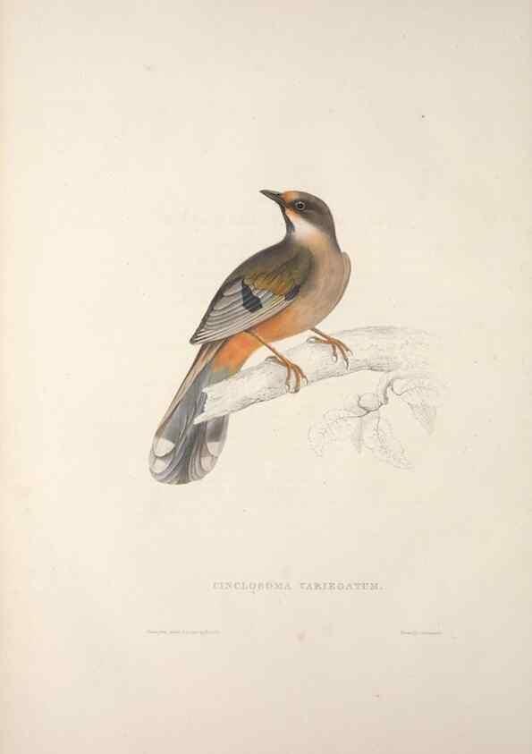 Reproducción/Reproduction 9237223637: A century of birds from the Himalaya Mountains.. London,1831.