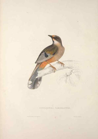 Reproducción/Reproduction 9237223637: A century of birds from the Himalaya Mountains.. London,1831.