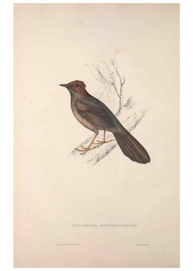 Reproducción/Reproduction 9237224583: A century of birds from the Himalaya Mountains.. London,1831.