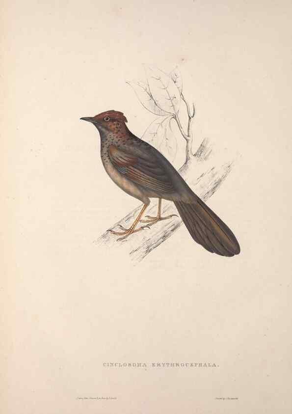 Reproducción/Reproduction 9237224583: A century of birds from the Himalaya Mountains.. London,1831.