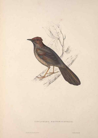 Reproducción/Reproduction 9237224583: A century of birds from the Himalaya Mountains.. London,1831.