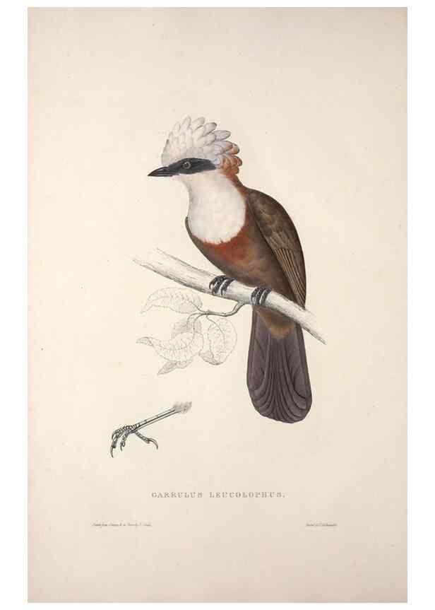 Reproducción/Reproduction 9237225767: A century of birds from the Himalaya Mountains.. London,1831.